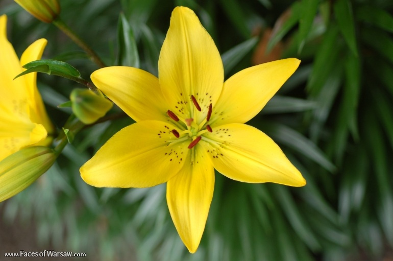 Faces of Warsaw - Flowers in Botanical Garden of the University of Warsaw