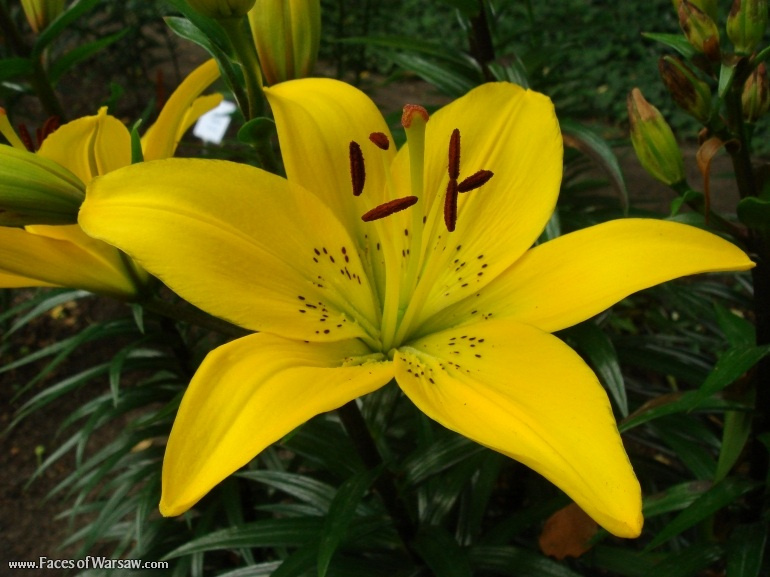Faces of Warsaw - Flowers in Botanical Garden of the University of Warsaw