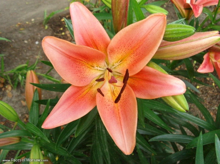 Faces of Warsaw - Flowers in Botanical Garden of the University of Warsaw