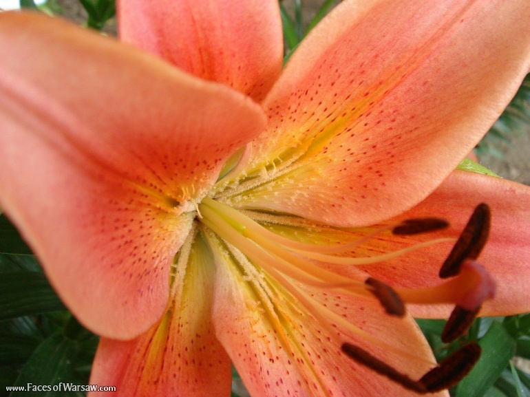Faces of Warsaw - Flowers in Botanical Garden of the University of Warsaw