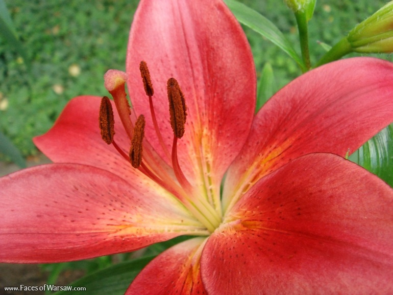 Faces of Warsaw - Flowers in Botanical Garden of the University of Warsaw