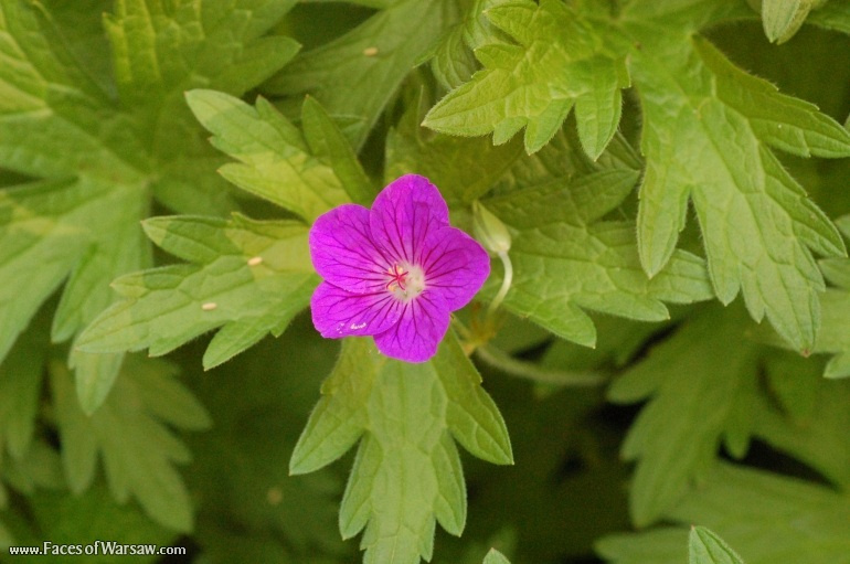 Faces of Warsaw - Flowers in Botanical Garden of the University of Warsaw