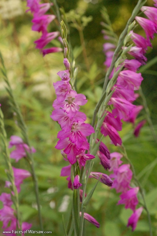 Faces of Warsaw - Flowers in Botanical Garden of the University of Warsaw