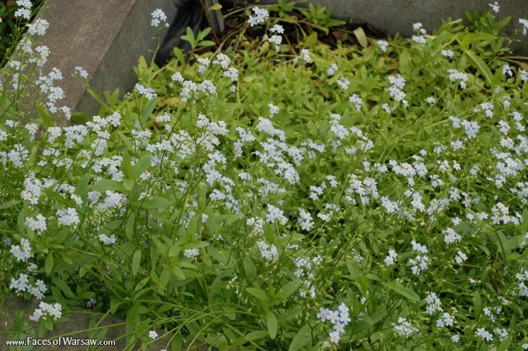 Faces of Warsaw - Flowers in Botanical Garden of the University of Warsaw
