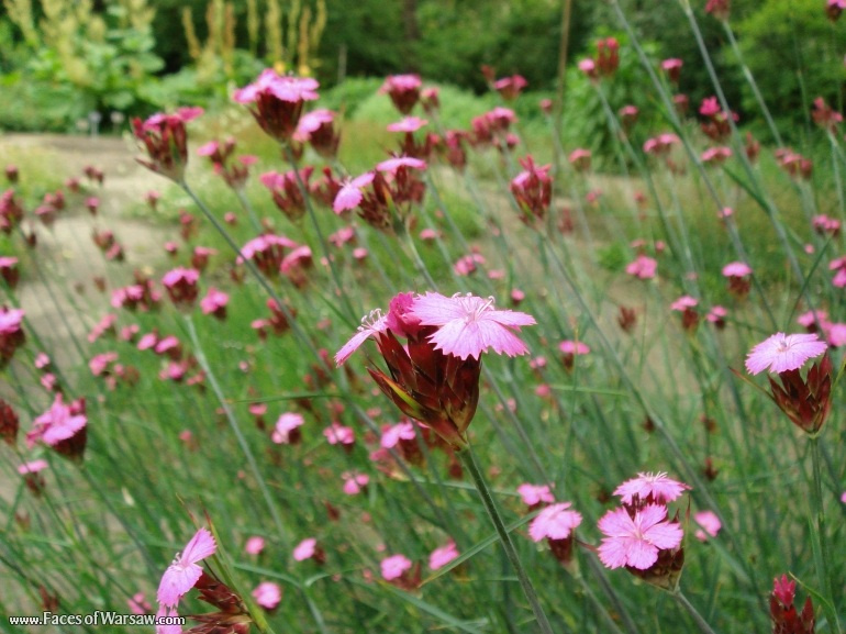 Faces of Warsaw - Flowers in Botanical Garden of the University of Warsaw