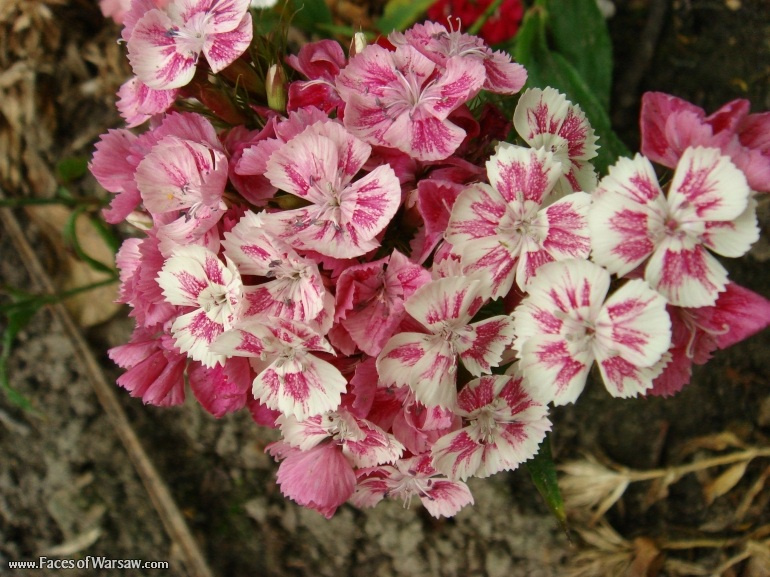 Faces of Warsaw - Flowers in Botanical Garden of the University of Warsaw