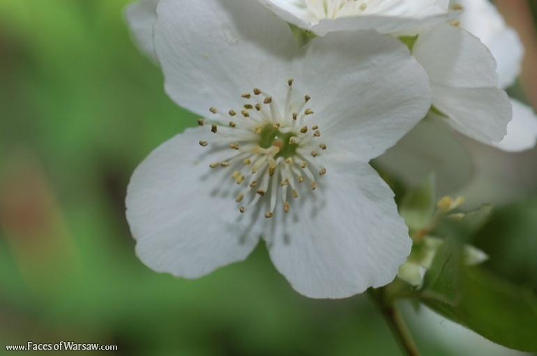 Faces of Warsaw - Flowers in Botanical Garden of the University of Warsaw