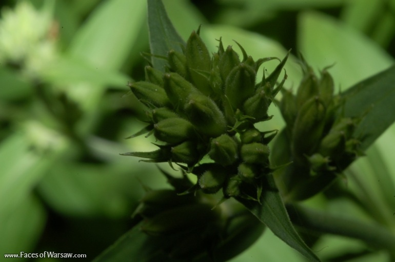 Faces of Warsaw - Flowers in Botanical Garden of the University of Warsaw