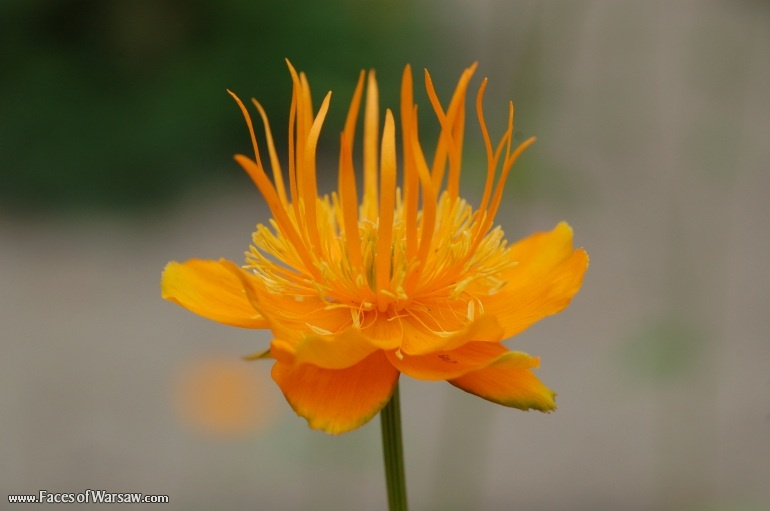 Faces of Warsaw - Flowers in Botanical Garden of the University of Warsaw