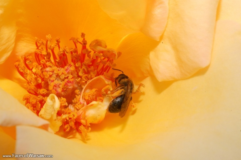 Faces of Warsaw - Flowers in Botanical Garden of the University of Warsaw