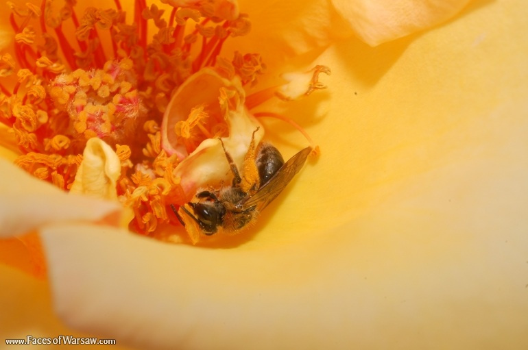 Faces of Warsaw - Flowers in Botanical Garden of the University of Warsaw