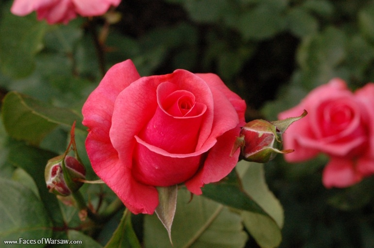 Faces of Warsaw - Flowers in Botanical Garden of the University of Warsaw