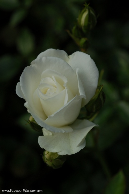 Faces of Warsaw - Flowers in Botanical Garden of the University of Warsaw