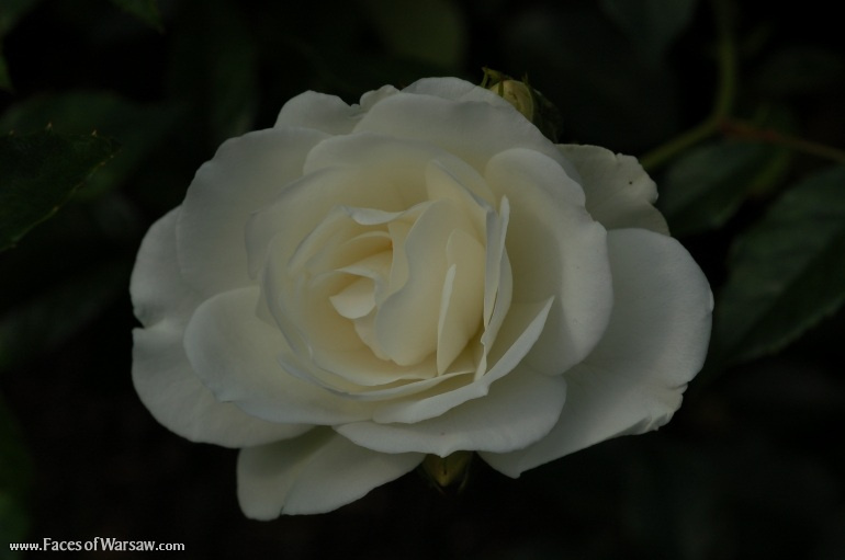 Faces of Warsaw - Flowers in Botanical Garden of the University of Warsaw