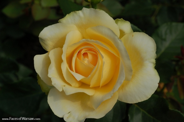 Faces of Warsaw - Flowers in Botanical Garden of the University of Warsaw