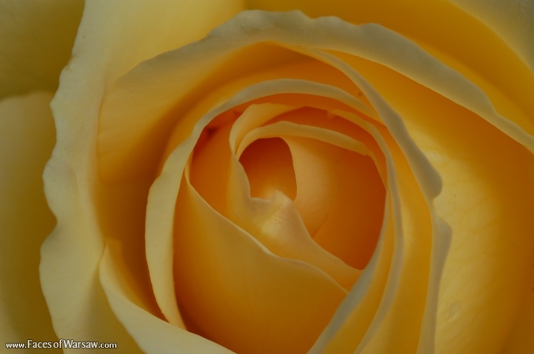 Faces of Warsaw - Flowers in Botanical Garden of the University of Warsaw