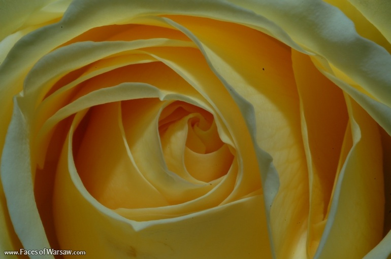 Faces of Warsaw - Flowers in Botanical Garden of the University of Warsaw