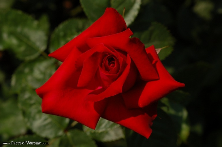 Faces of Warsaw - Flowers in Botanical Garden of the University of Warsaw