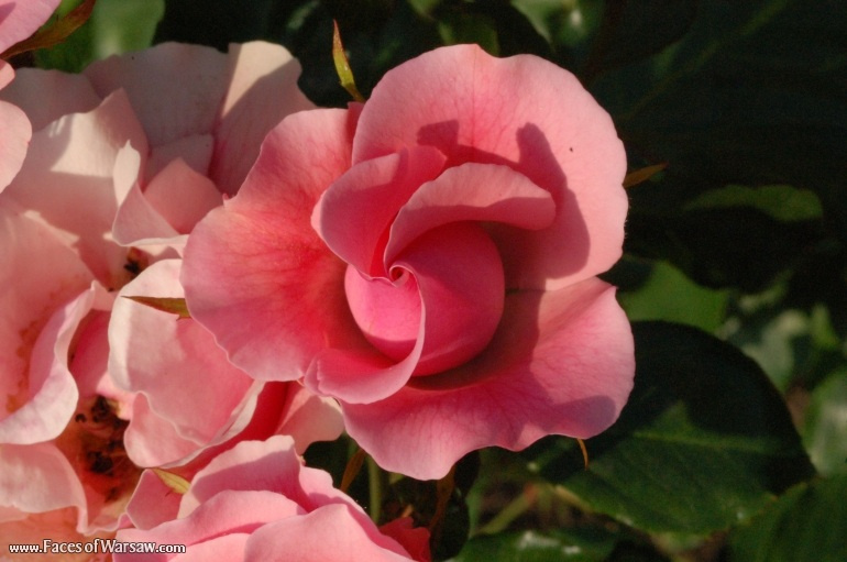 Faces of Warsaw - Flowers in Botanical Garden of the University of Warsaw