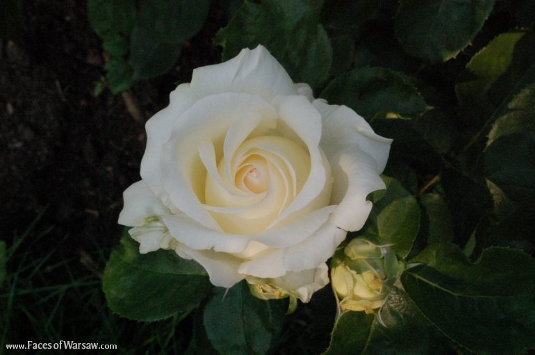 Faces of Warsaw - Flowers in Botanical Garden of the University of Warsaw