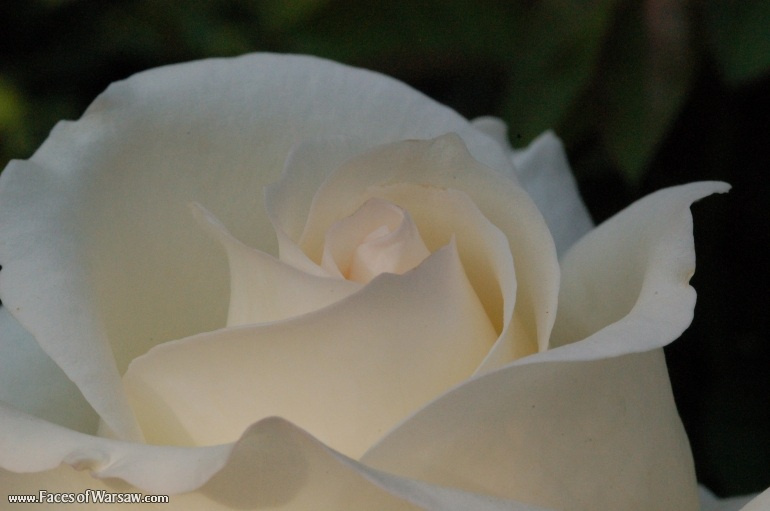 Faces of Warsaw - Flowers in Botanical Garden of the University of Warsaw