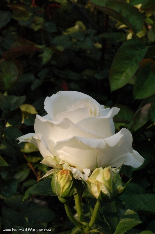 Faces of Warsaw - Flowers in Botanical Garden of the University of Warsaw
