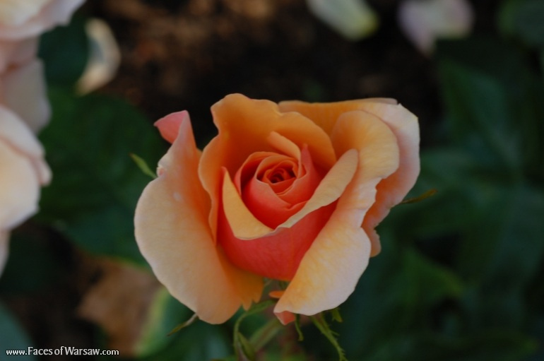 Faces of Warsaw - Flowers in Botanical Garden of the University of Warsaw