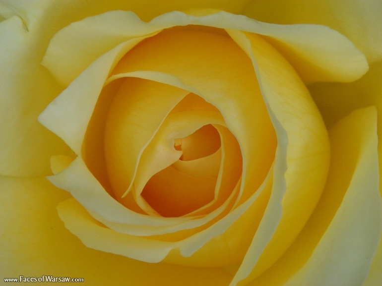 Faces of Warsaw - Flowers in Botanical Garden of the University of Warsaw