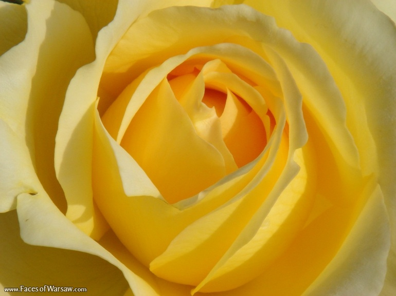 Faces of Warsaw - Flowers in Botanical Garden of the University of Warsaw