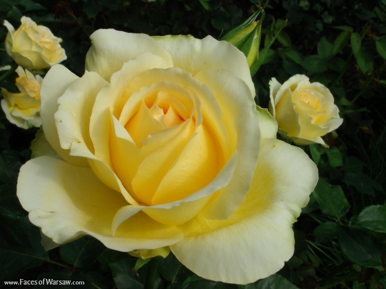 Faces of Warsaw - Flowers in Botanical Garden of the University of Warsaw