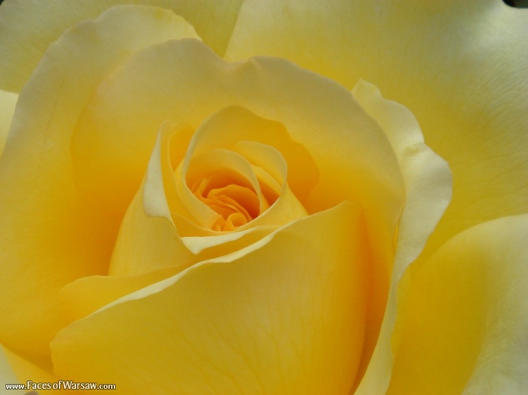 Faces of Warsaw - Flowers in Botanical Garden of the University of Warsaw