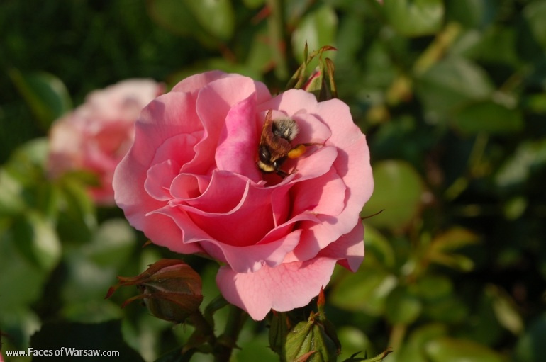 Faces of Warsaw - Flowers in Botanical Garden of the University of Warsaw