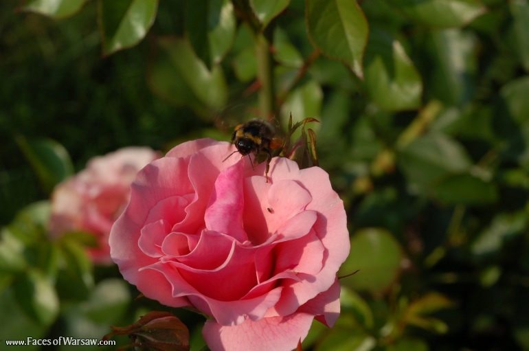 Faces of Warsaw - Flowers in Botanical Garden of the University of Warsaw