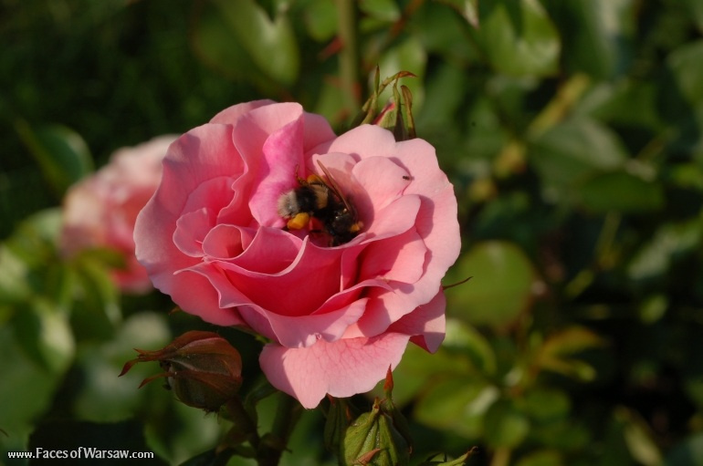 Faces of Warsaw - Flowers in Botanical Garden of the University of Warsaw