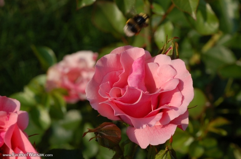 Faces of Warsaw - Flowers in Botanical Garden of the University of Warsaw