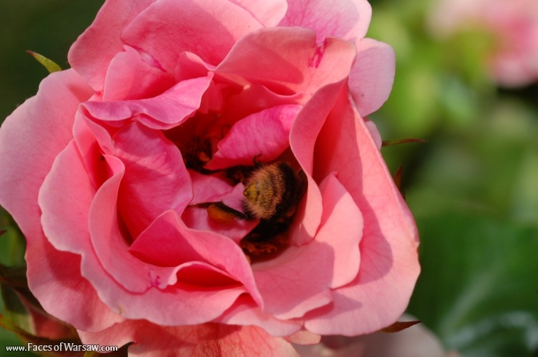 Faces of Warsaw - Flowers in Botanical Garden of the University of Warsaw