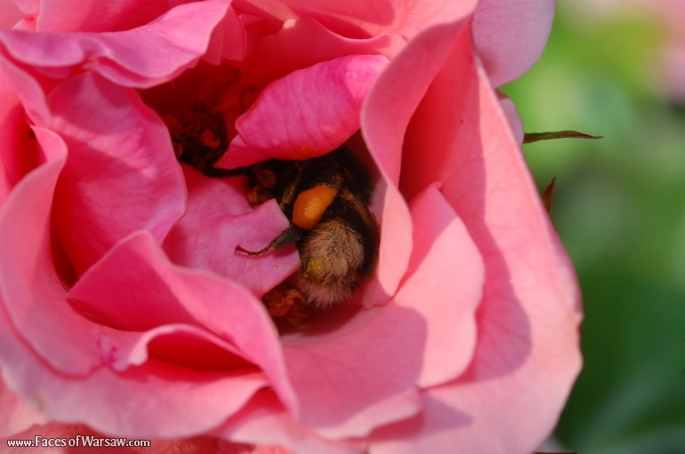 Faces of Warsaw - Flowers in Botanical Garden of the University of Warsaw