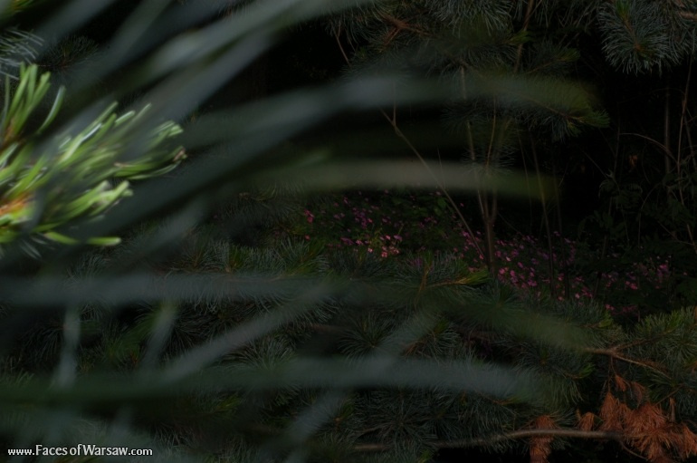 Faces of Warsaw - Flowers in Botanical Garden of the University of Warsaw