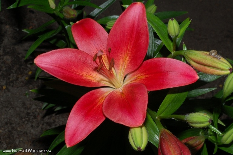 Faces of Warsaw - Flowers in Botanical Garden of the University of Warsaw