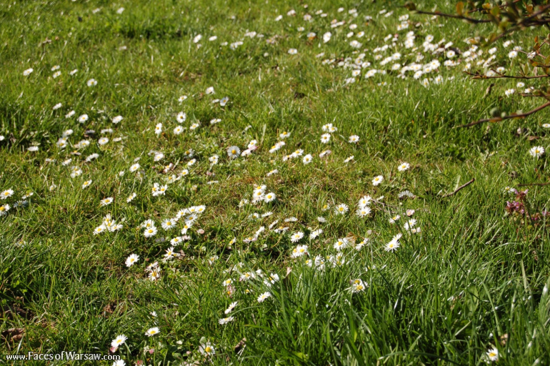 Faces of Warsaw - Mokotów Field, Spring 2009