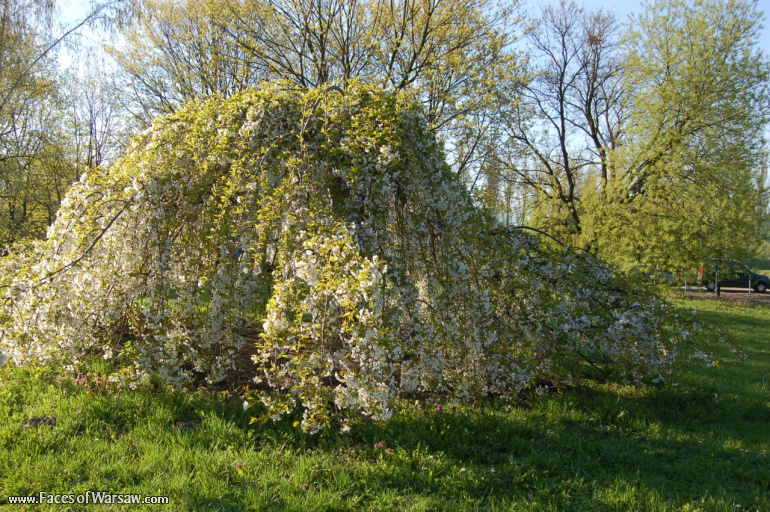 Faces of Warsaw - Mokotów Field, Spring 2009