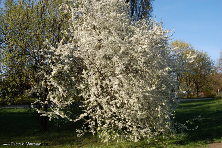 Faces of Warsaw - Mokotów Field, Spring 2009