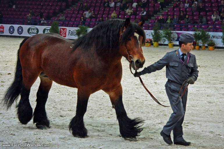 Faces of Warsaw - International Indoor Show Jumping Competition CSI-W, Torwar, 2010