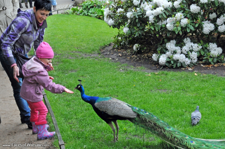 Faces of Warsaw - Peacocks in Łazienki Park