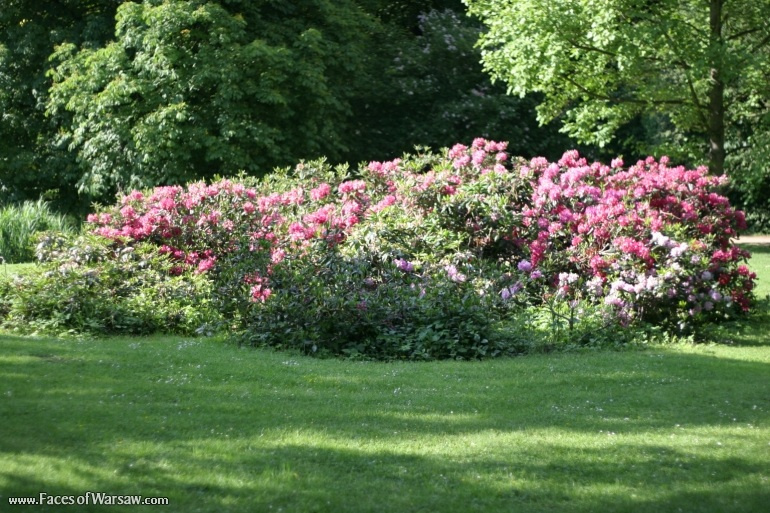 Faces of Warsaw - Łazienki in Summer