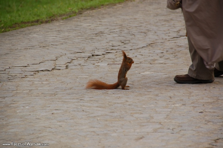 Faces of Warsaw - Squirrels  in Łazienki Park