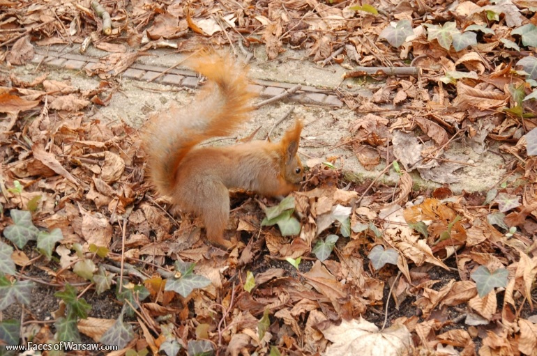 Faces of Warsaw - Squirrels  in Łazienki Park
