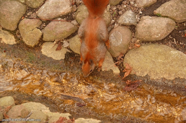 Faces of Warsaw - Squirrels  in Łazienki Park