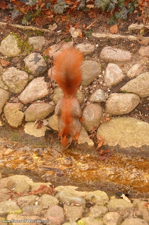 Faces of Warsaw - Squirrels  in Łazienki Park