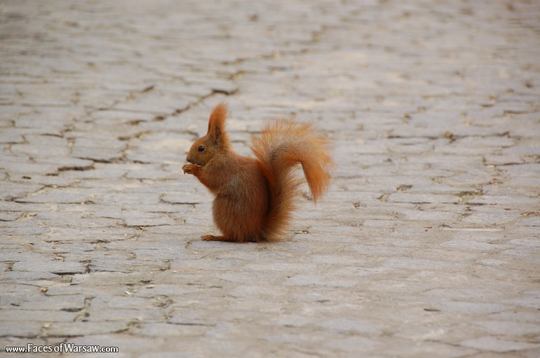 Faces of Warsaw - Squirrels  in Łazienki Park